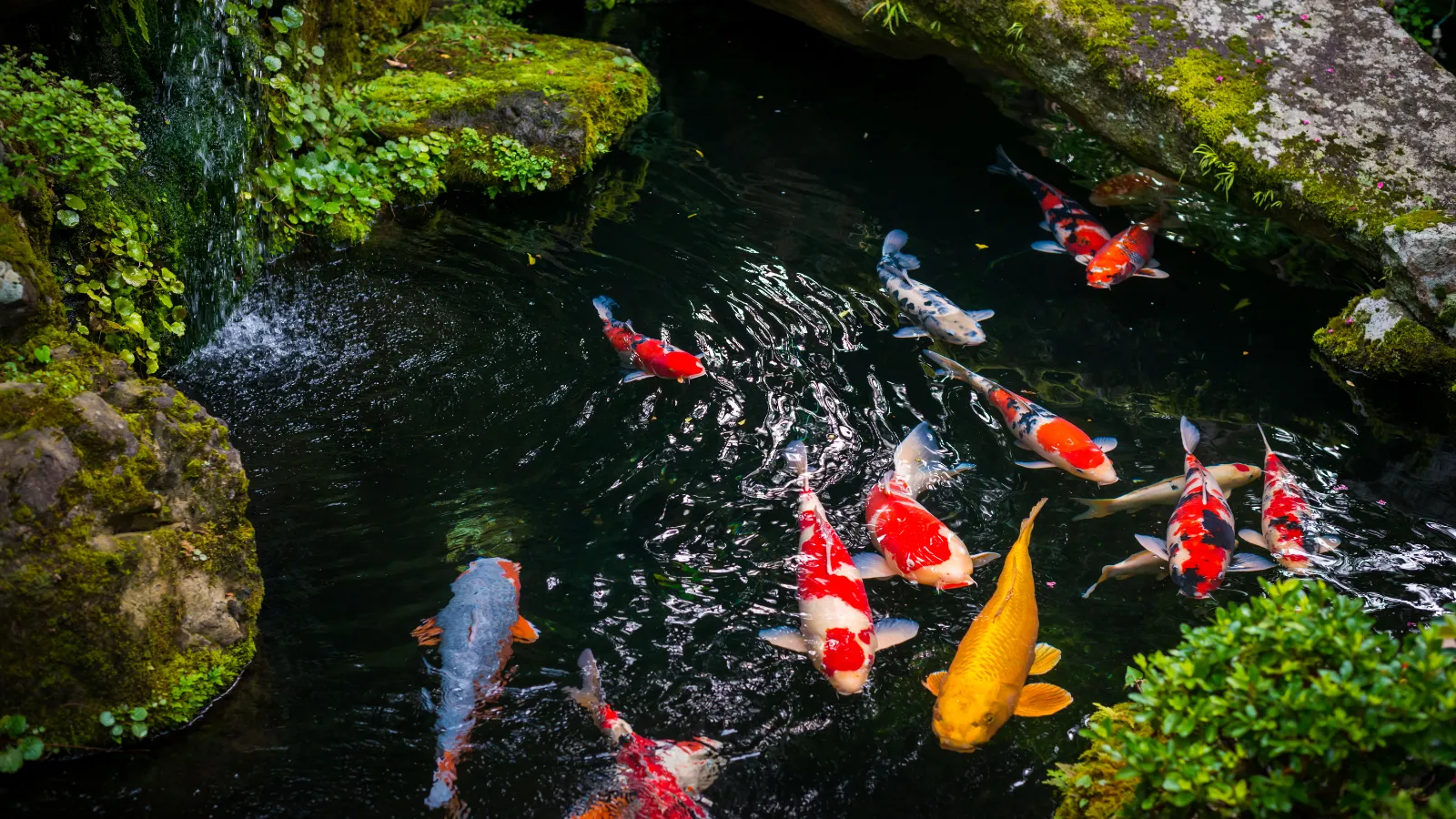 chống thấm hồ cá koi